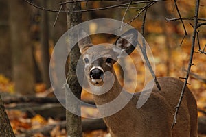 Whitetail Deer photo