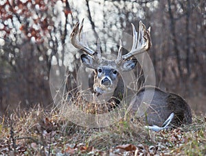 Whitetail deer