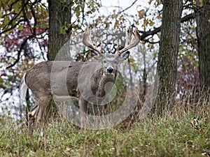 Whitetail deer