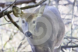 Whitetail deer