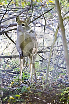 whitetail deer