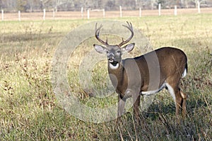 Whitetail Deer