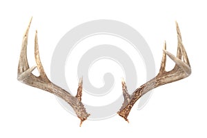 Whitetail Deer Antlers