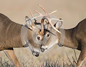 Whitetail deer battling