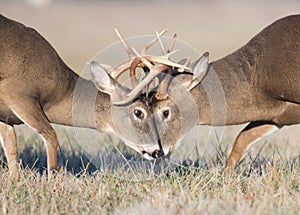 Whitetail deer battling