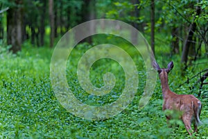 Whitetail deer from behind