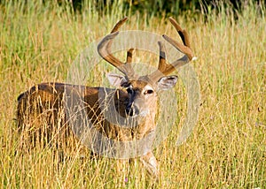 Whitetail Deer Buck