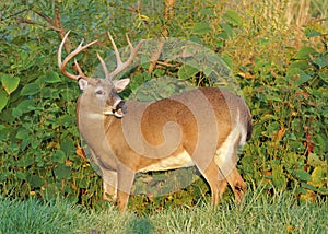 Whitetail Deer Buck photo