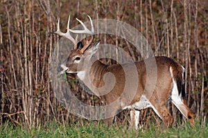 Whitetail deer buck