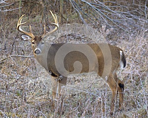 Whitetail Deer Buck