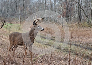 Whitetail Deer Buck