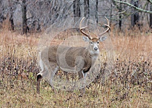 Whitetail Deer Buck photo