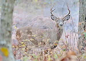 Whitetail Deer Buck