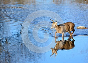 Whitetail Deer Buck