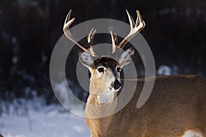 Whitetail deer buck
