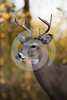 Whitetail deer buck