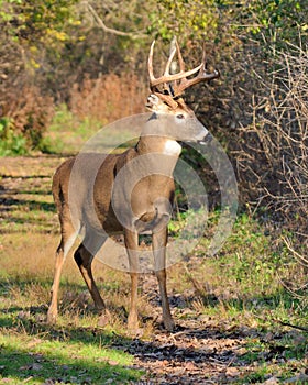 Whitetail Deer Buck