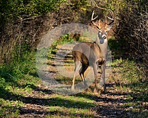 Whitetail Deer Buck photo