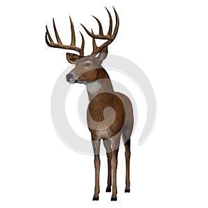 Whitetail Deer Buck