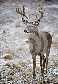 Whitetail deer buck