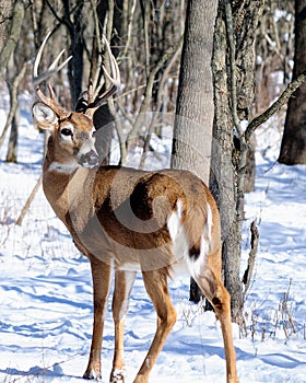 Whitetail Deer Buck