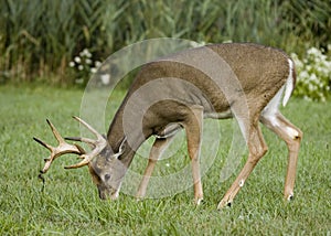 Whitetail Deer Buck