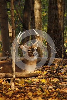 Whitetail Deer Buck