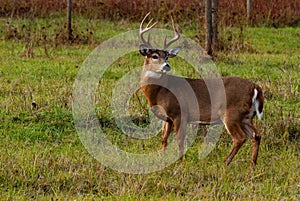 Whitetail Deer Buck