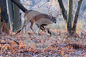 Whitetail Deer Buck