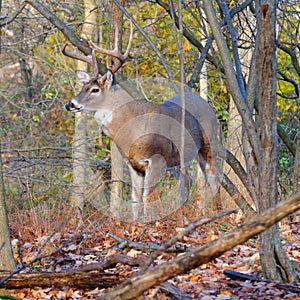 Whitetail Deer Buck