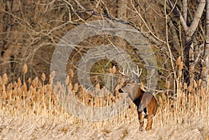 Whitetail Deer Buck