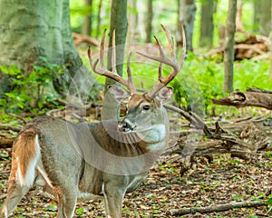 Whitetail Deer Buck