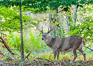 Whitetail Deer Buck