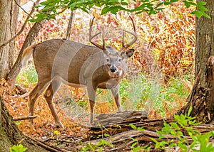 Whitetail Deer Buck