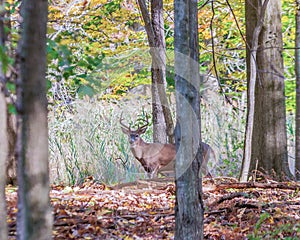 Whitetail Deer Buck