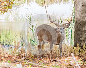 Whitetail Deer Buck