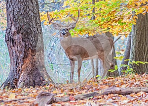 Whitetail Deer Buck