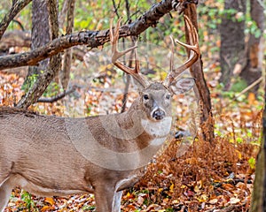 Whitetail Deer Buck