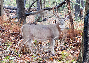 Whitetail Deer Buck