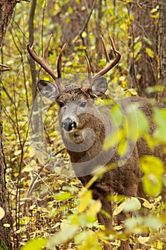 Whitetail Deer Buck