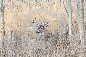 Whitetail Deer Buck