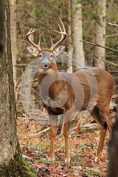 Whitetail Deer Buck