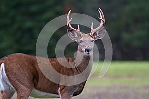 Whitetail Deer Buck