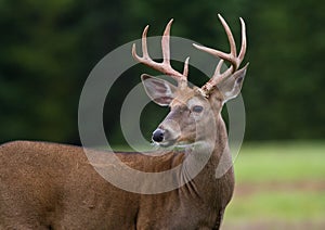 Whitetail Deer Buck