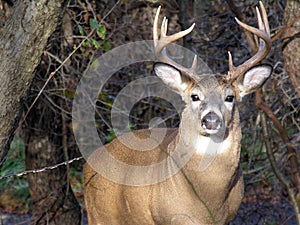 Whitetail Deer Buck