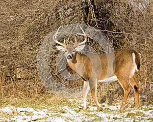 Whitetail Deer Buck