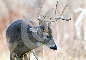 Whitetail deer buck