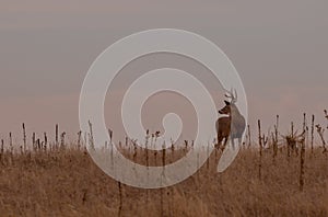 Whitetail Deer Buck in Autumn