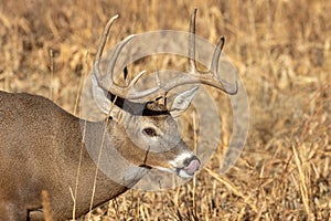 Whitetail Deer Buck in Autumn