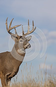 Whitetail Deer Buck in Autumn in Colorado